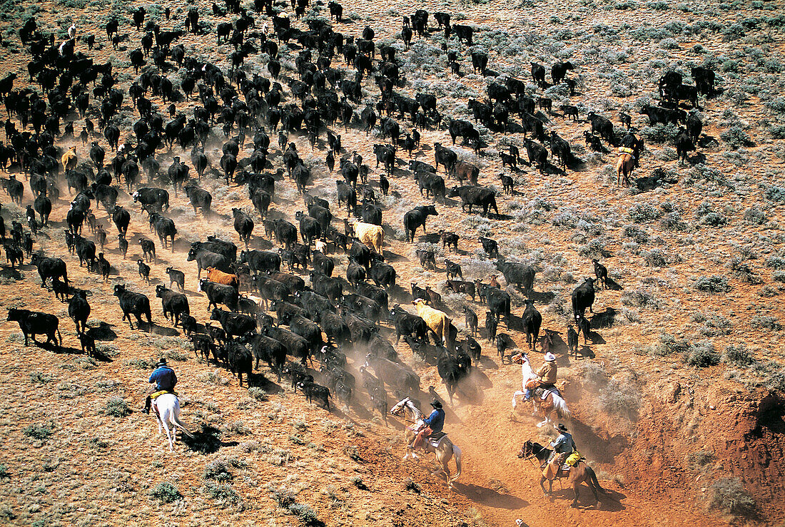 Cattle drive. Wyoming. USA