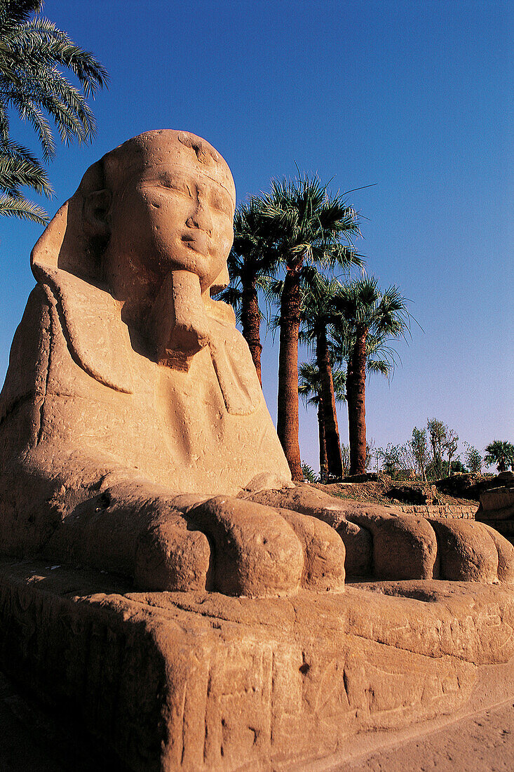Avenue of the Sphinxes. Luxor. Egypt