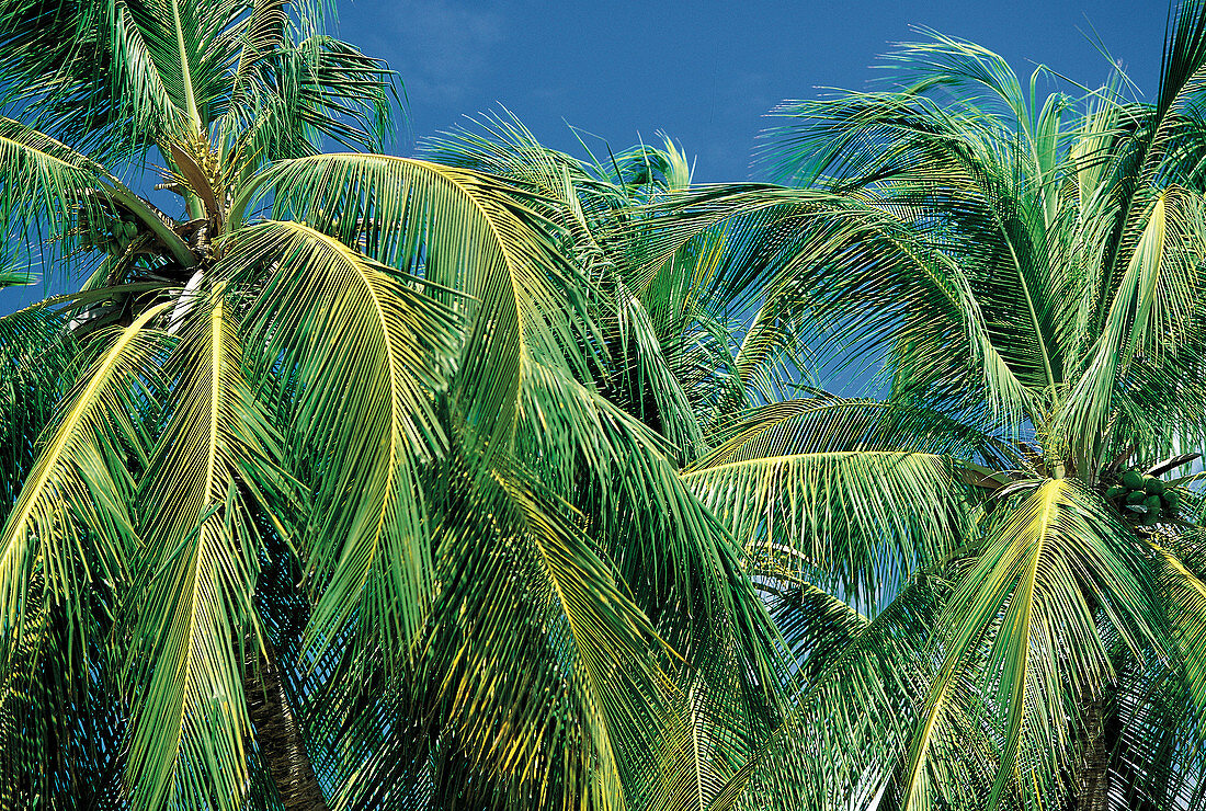 Palm trees. Martinique
