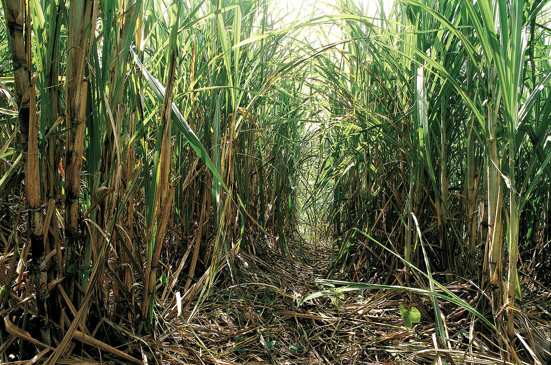 Sugar cane fields. Martinique