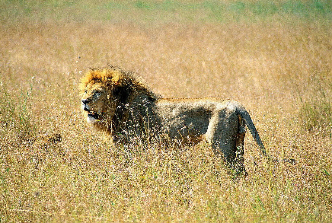 African Lion. Niokolo Koba National Park. Senegal