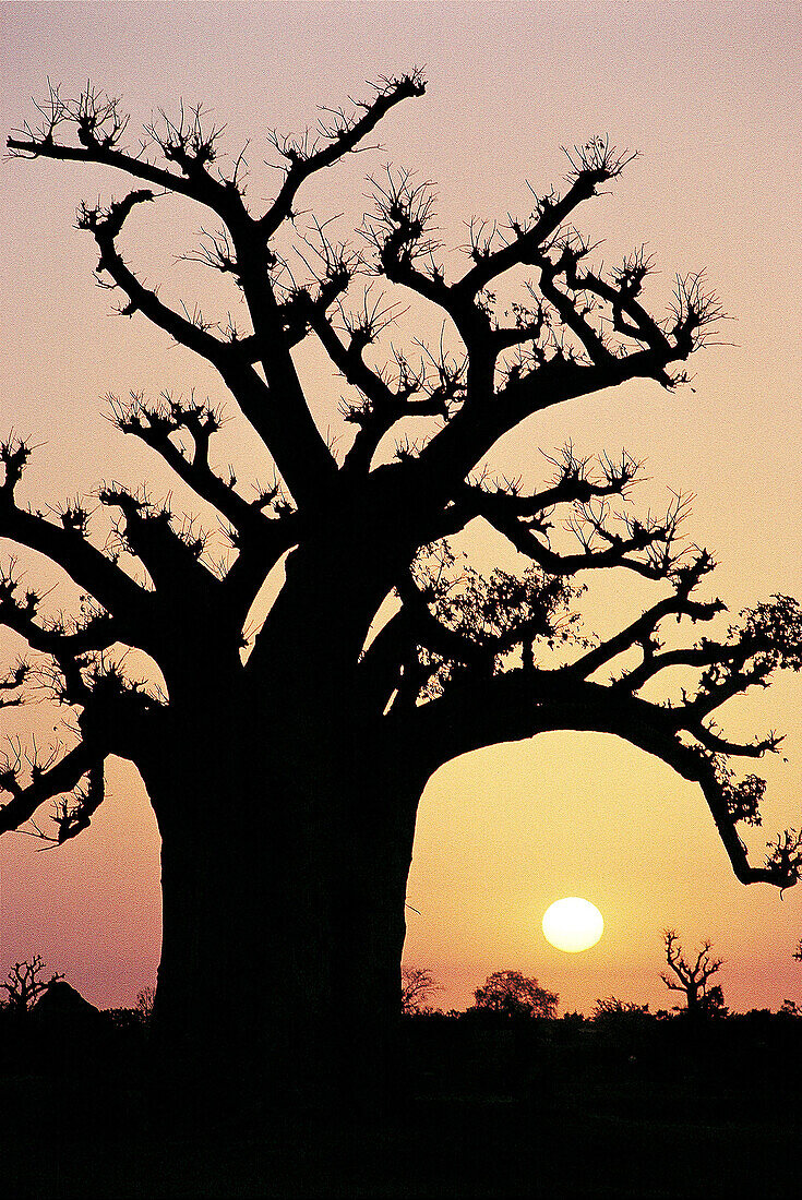 Baobab at sunrise, Senegal