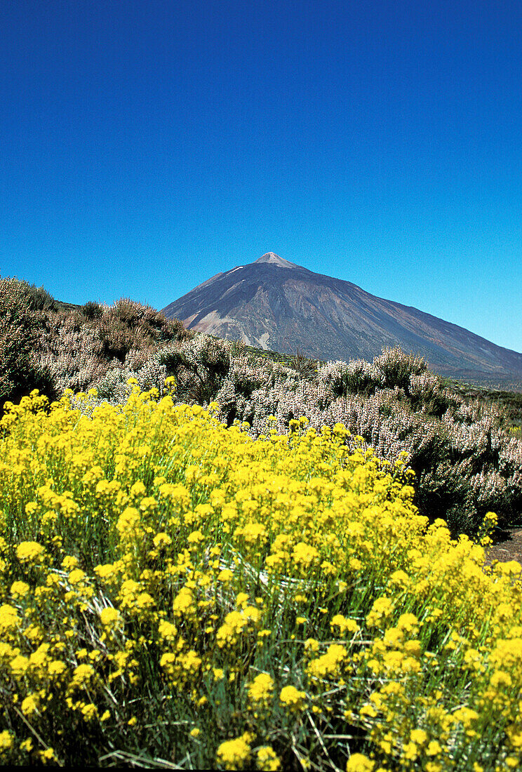 Teide Peak (3.718 m.). Tenerife. Canary Islands. Spain
