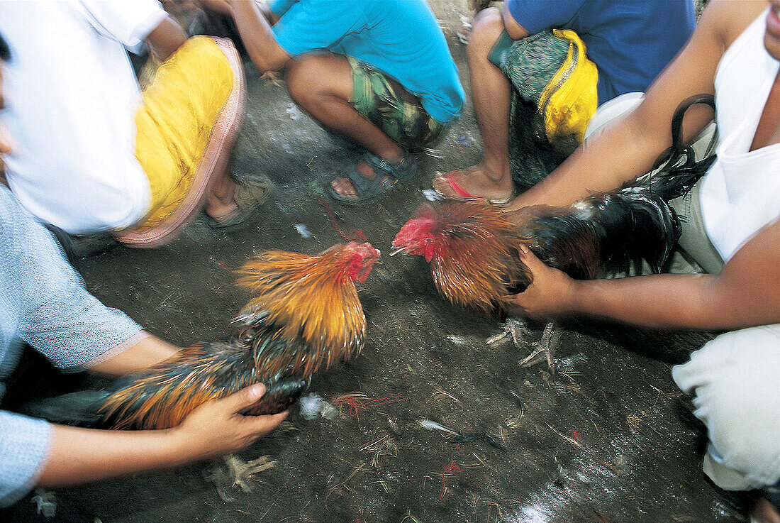 Cock-fight held during the Odalan (Temple festival). Bali. Indonesia