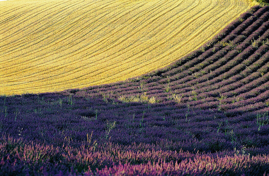 Lavender fields. Valensole plateau. Provence. France