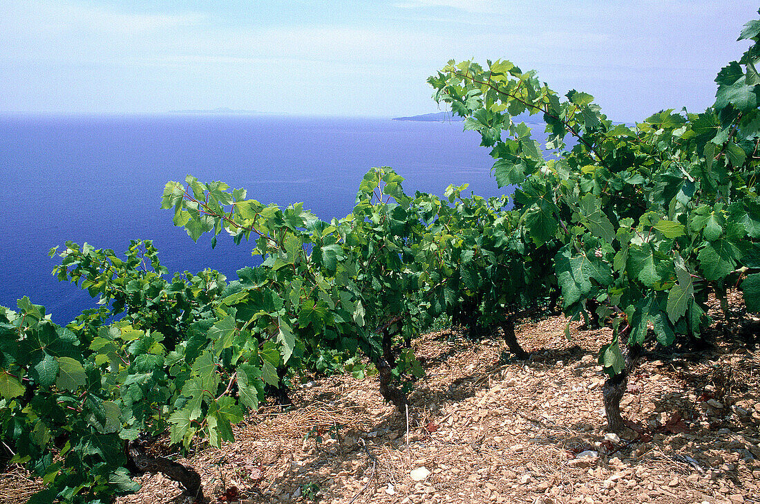 Vineyards on hill at seaside. Hvar Island. Croatia