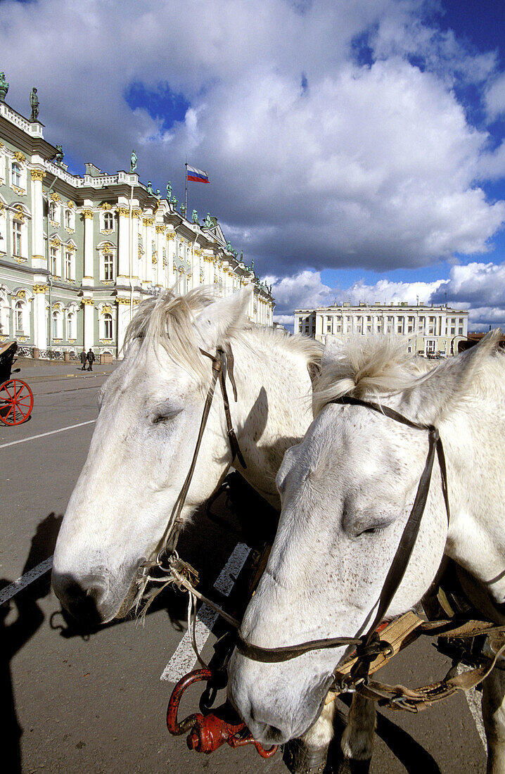 Horses of barouche in front of Hermitage Museum in Winter Palace. St. Petersburg. Russia