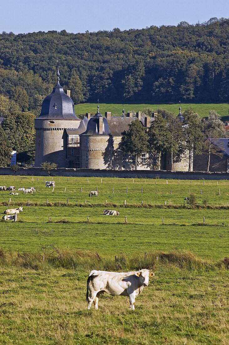 Belgium. Ardennes. Lavaux Ste Anne, cattle and castle