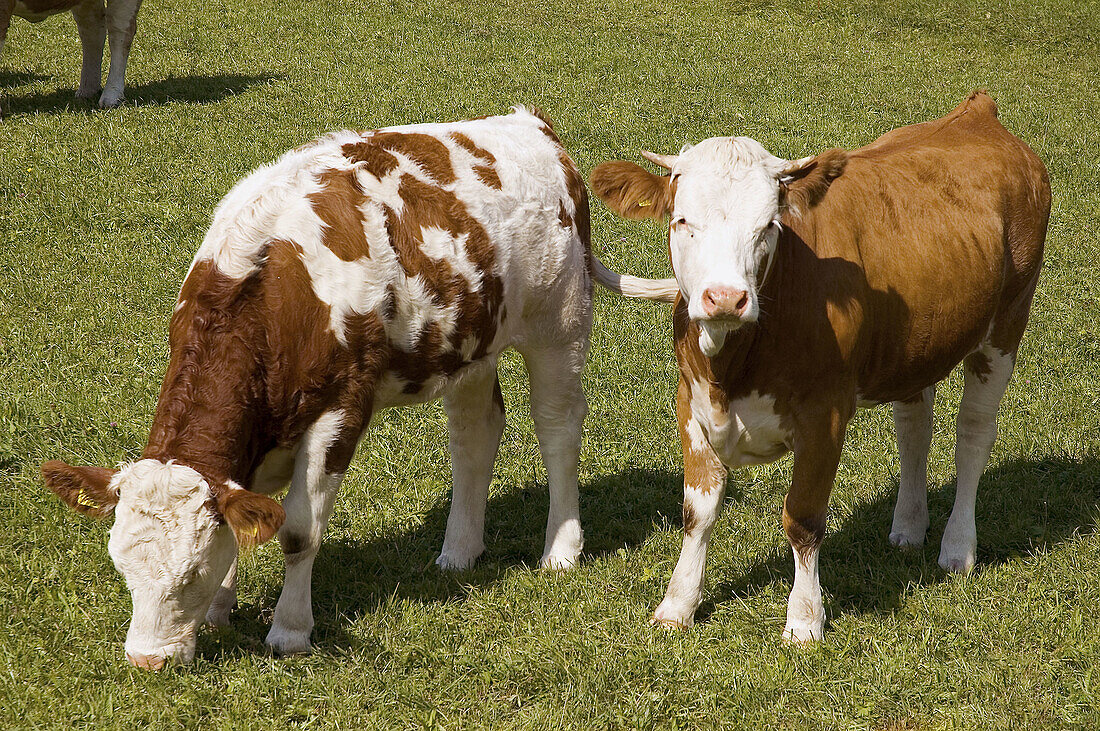 Germany. Bavaria. Chiemgau, Berchtesgadener calves