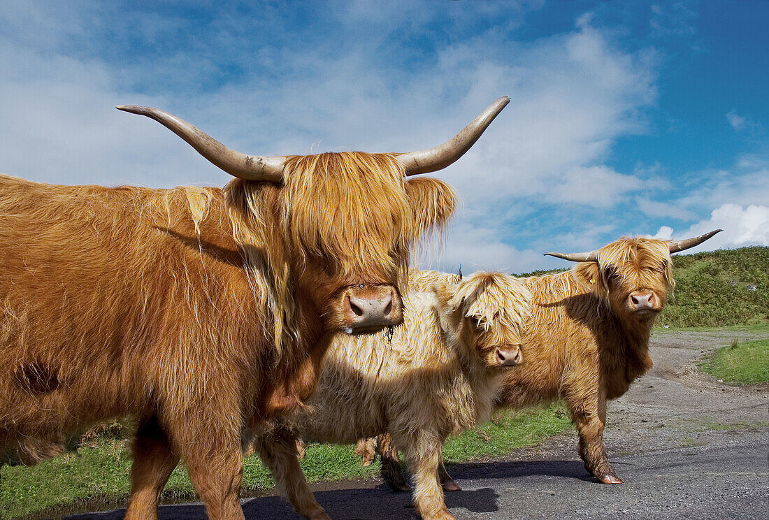 Uk, scottish highland cattle