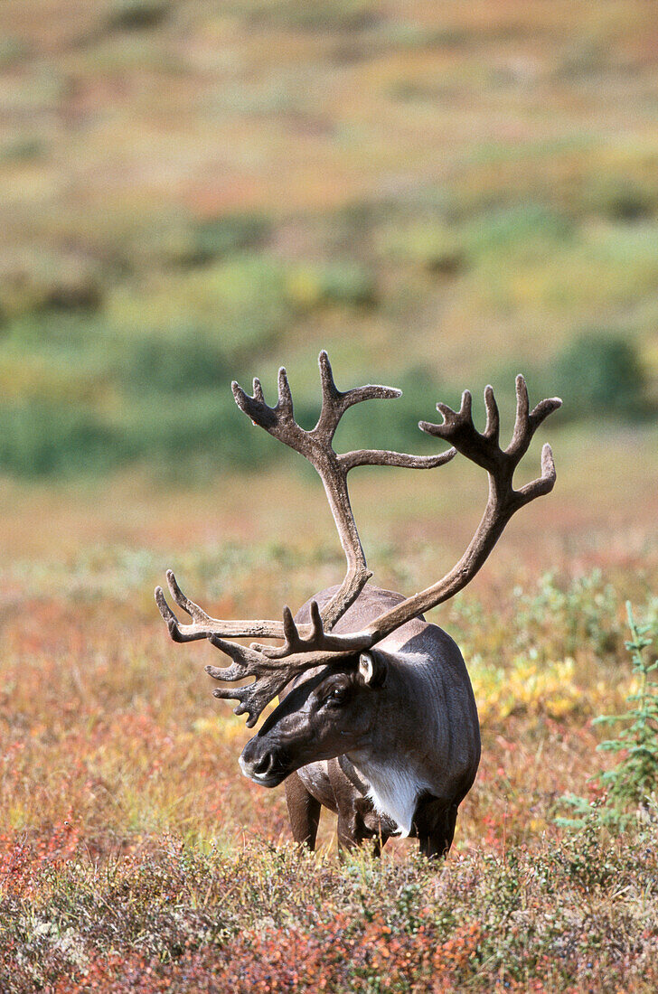 Caribou (Rangifer tarandus). Denali National Park. Alaska. USA