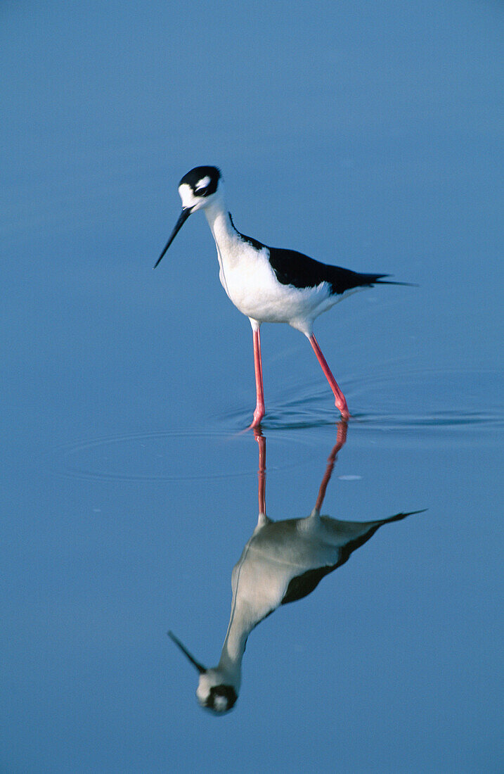 Black-necked Stilt (Himantopus mexicanus). Merritt Island National Wildlife Refuge. Florida. USA