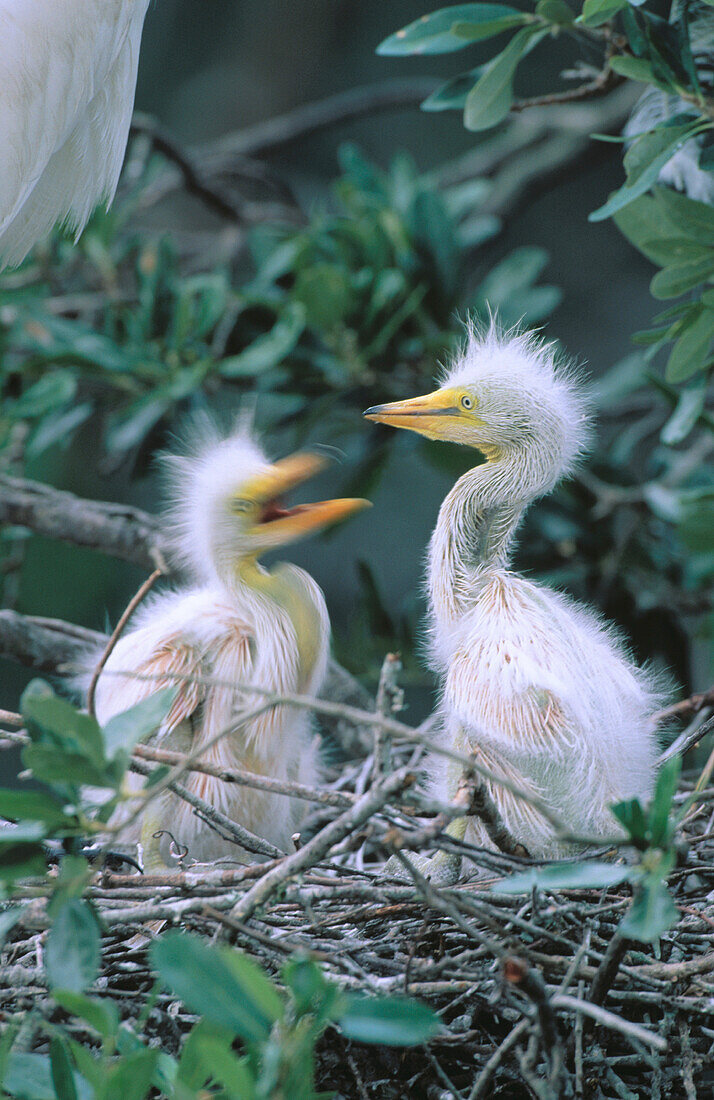 Great Egrets (Casmerodius albus) in nest. St. Augustine. Florida. USA