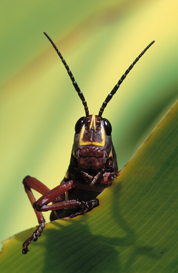 Lubber Grasshopper (Romalea microptera). Florida. USA