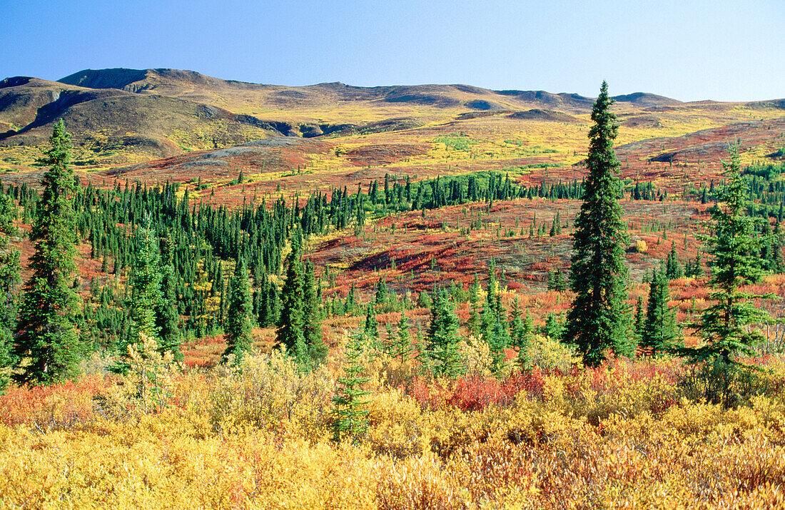 Autumn colors in the tundra. Denali NP. Alaska. USA