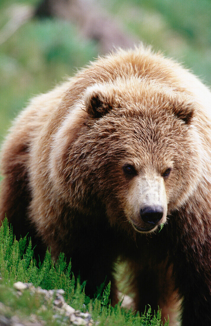 Grizzly Bear (Ursus arctos). Denali NP. Alaska. USA