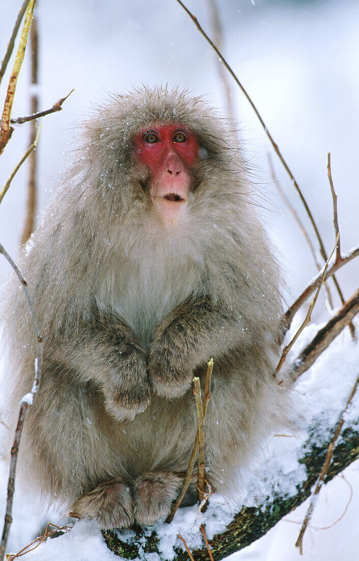 Japanese Macaque (Macaca fuscata). Simokita peninsula. Japan