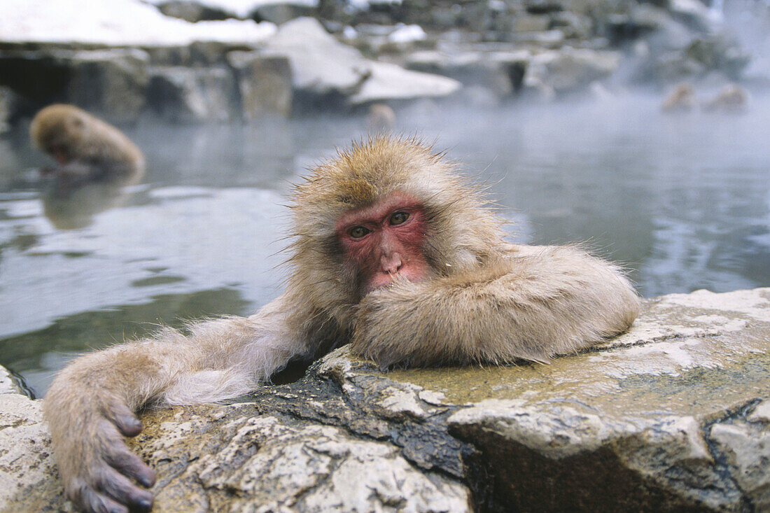 Japanese Macaques (Macaca fuscata). Jigokudani Yaien. Japan