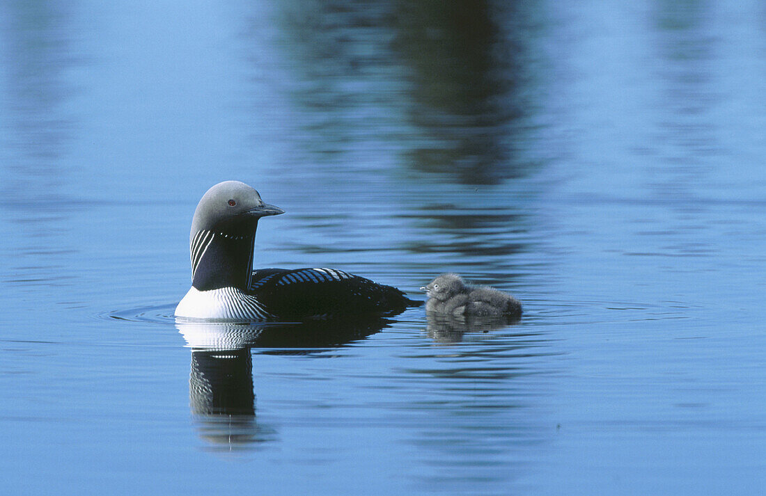 Pacific Loon (Gavia pacifica) with chick, Alaska Range, Alaska, USA