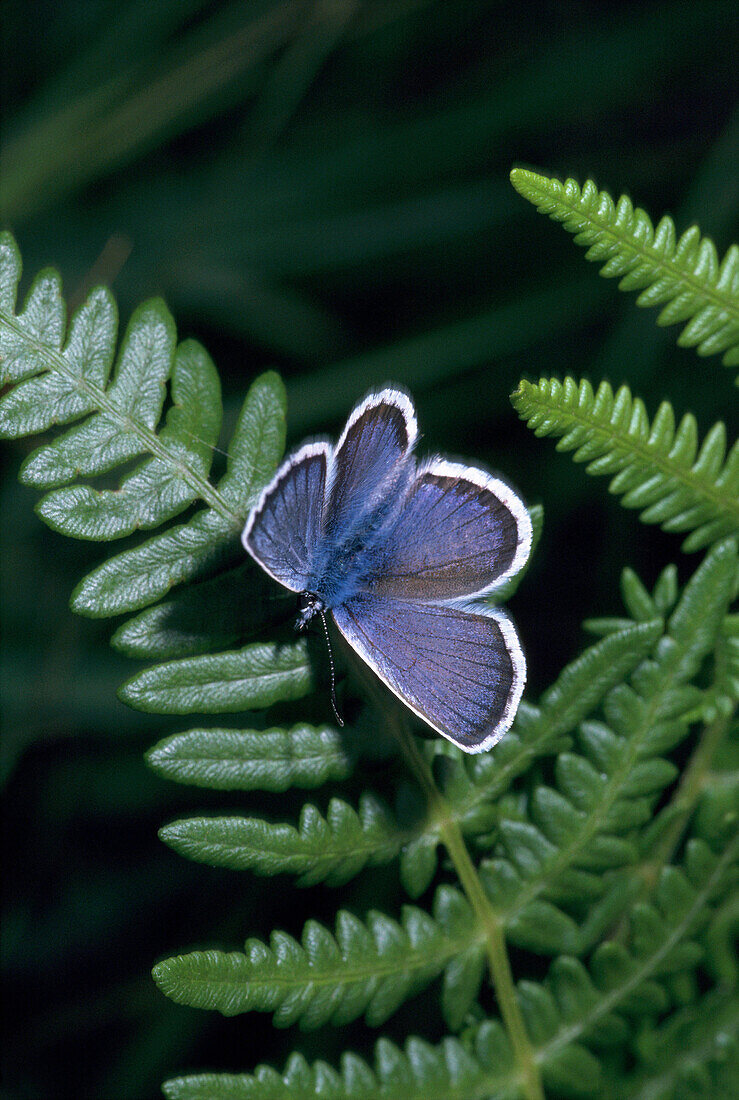 Male Silver-studded Blue (Plebejus argus)
