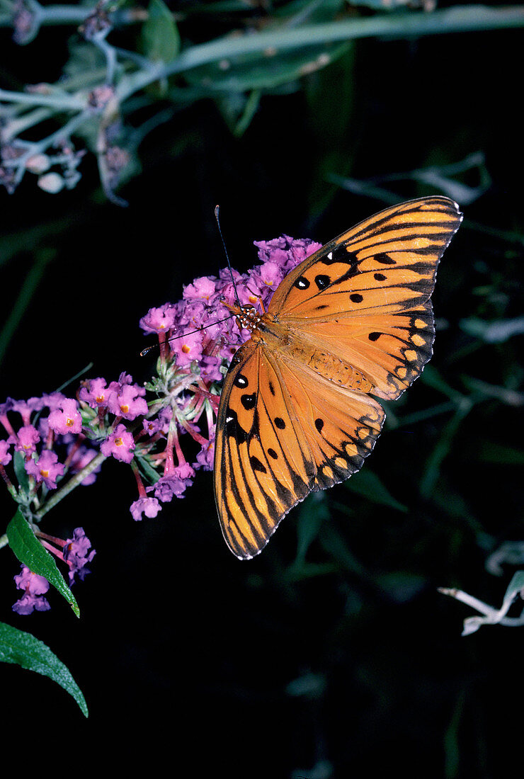 Butterfly (Dryas sp.)