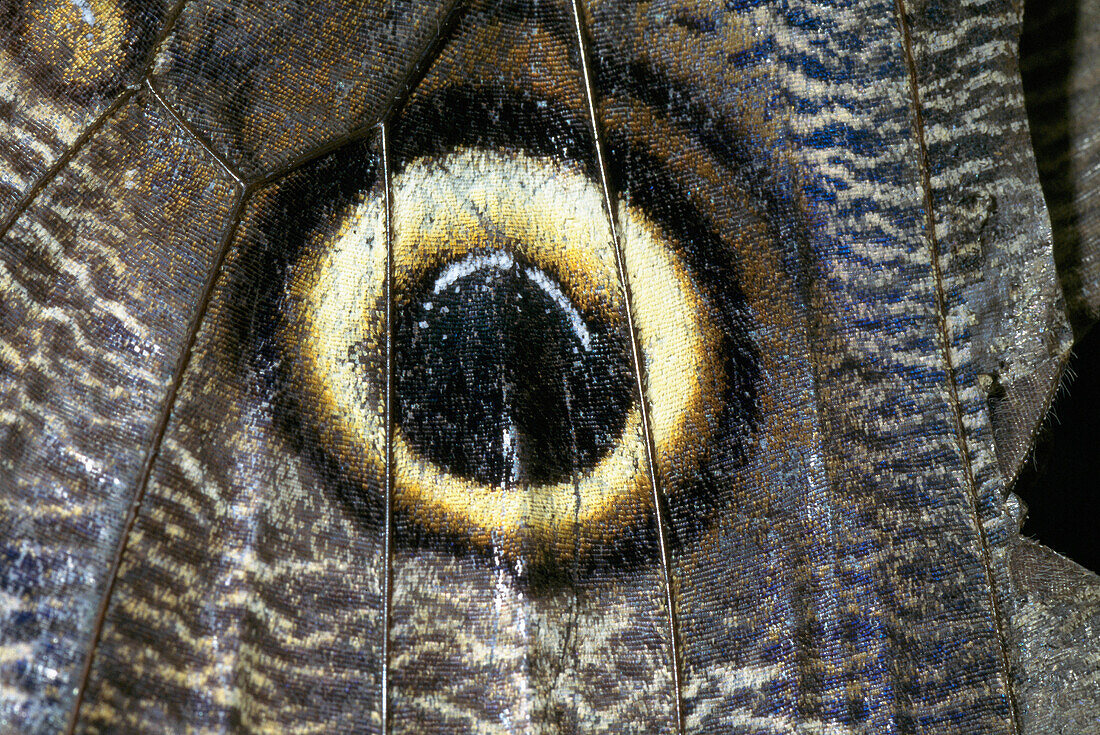 Wing detail, Owl Butterfly (Caligo stelenes)