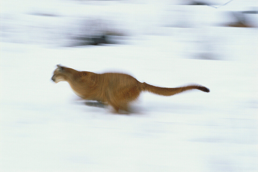 Puma (Felis concolor) running. Montana. USA