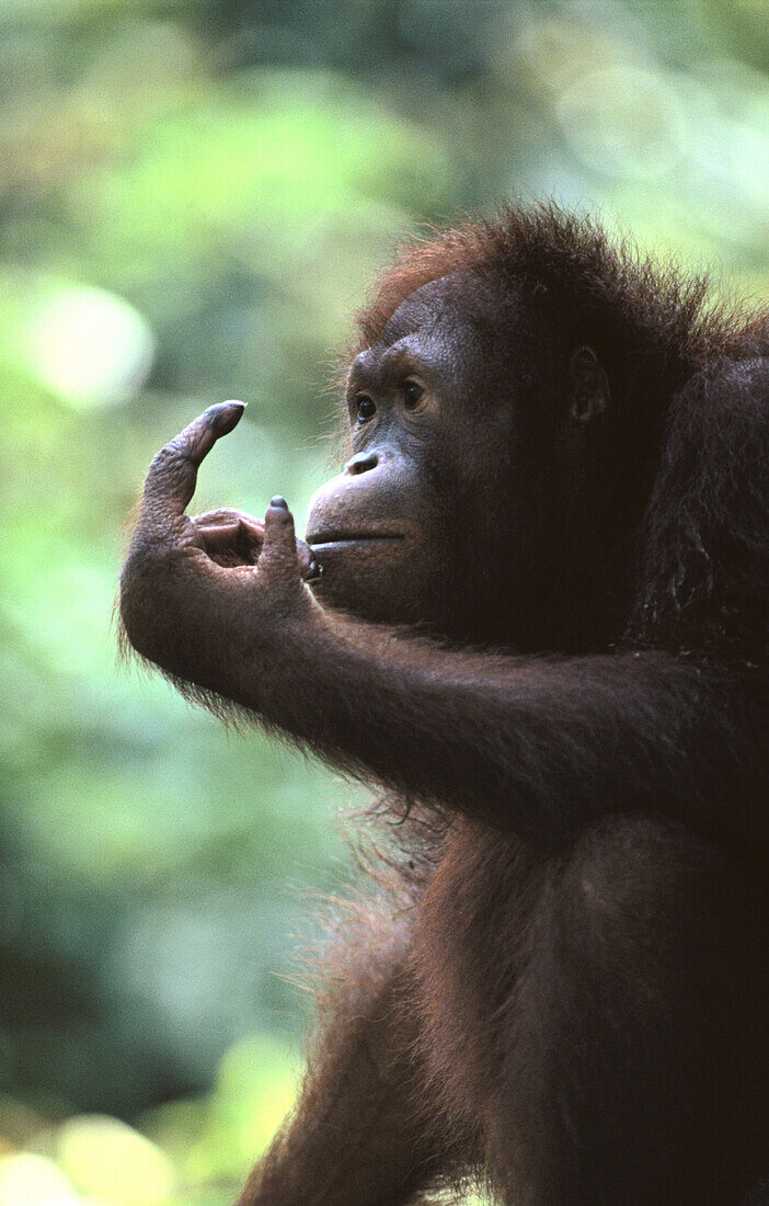 Orangutan (Pongo pygmaeus). Borneo