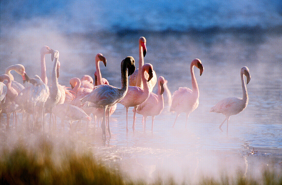 Lesser Flamingoes (Phoeniconaias minor). Lake Bogoria. Kenya