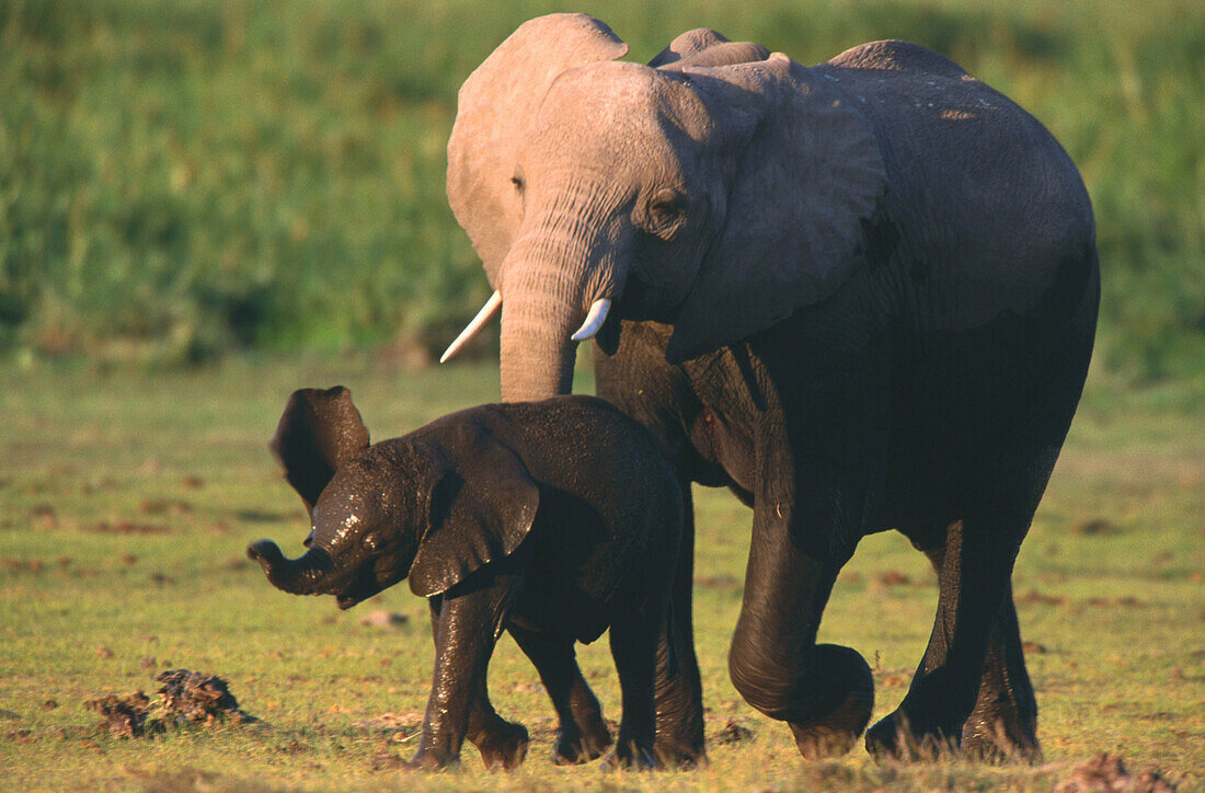 African Elephants (Loxodonta africana). Amboseli National Park. Kenya