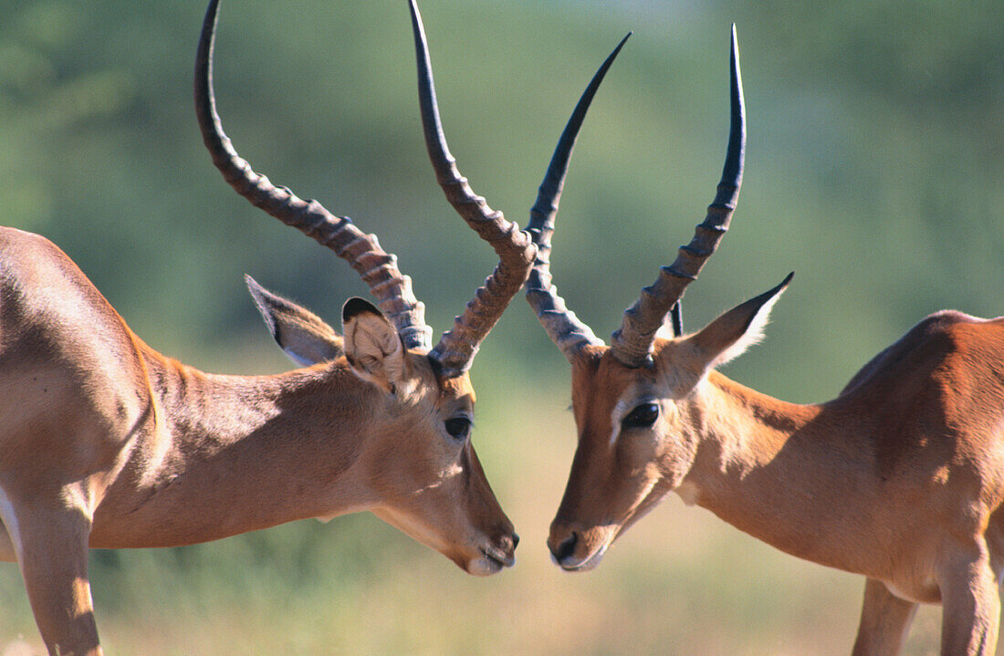 Male Impalas. Kenya.