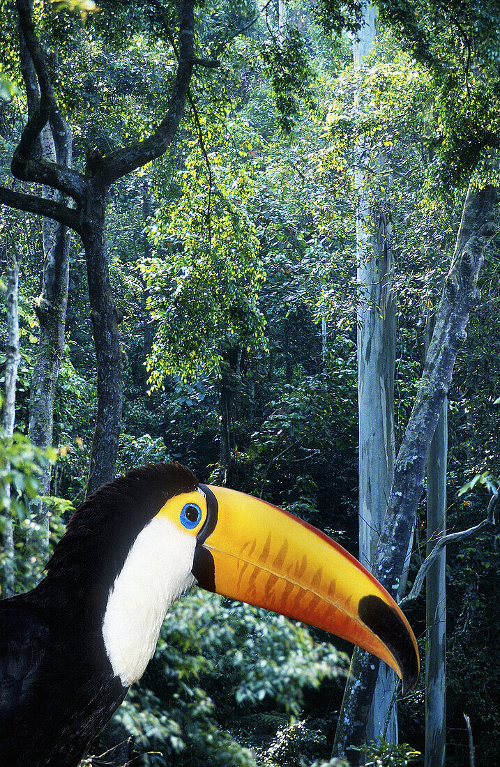 Toco Toucan (Ramphastos toco)