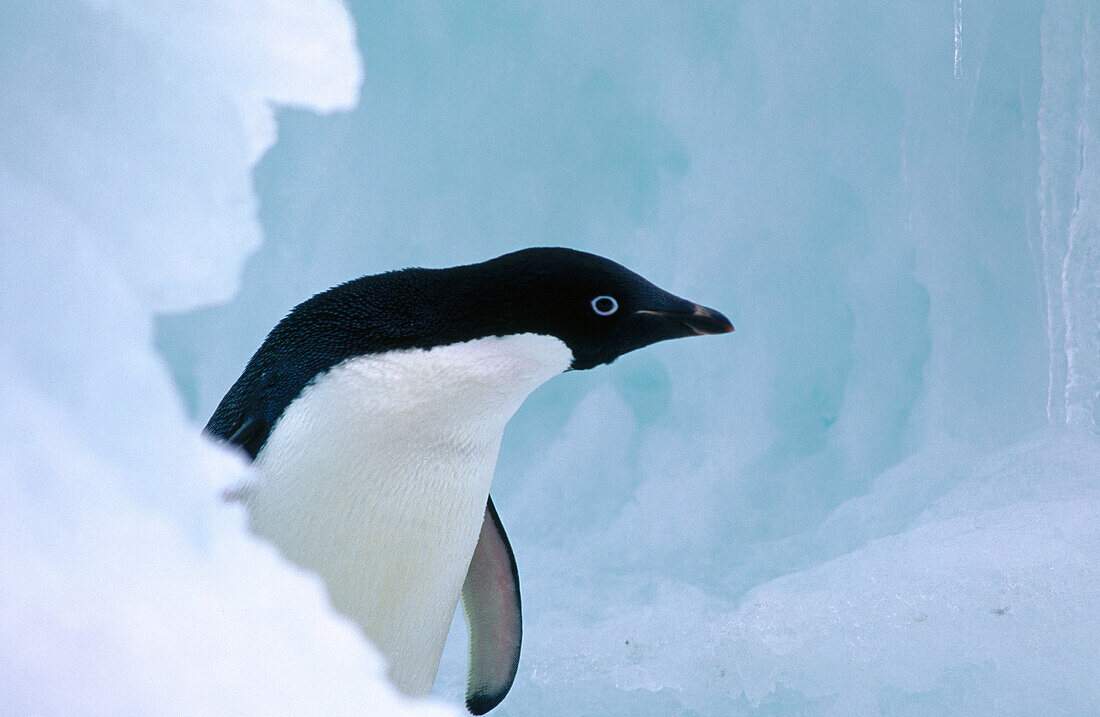 Adelie Penguin (Pygoscelis adeliae). Antarctica