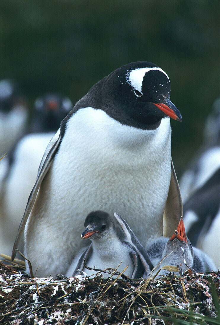 Gentoo Penguin (Pygoscelis papua) at nest with young. South Georgia. UK