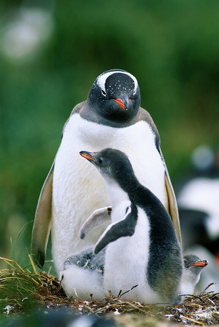 Gentoo Penguin (Pygoscelis papua) at nest with young. South Georgia. UK