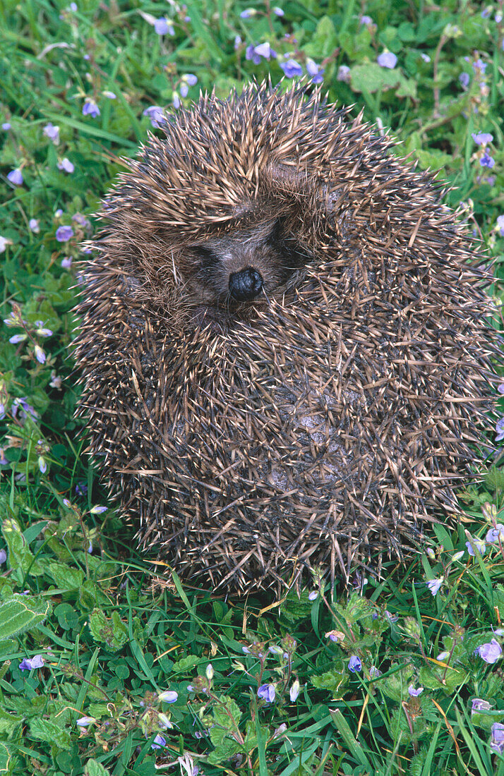 Hedgehog (Erinaceus europaeus)