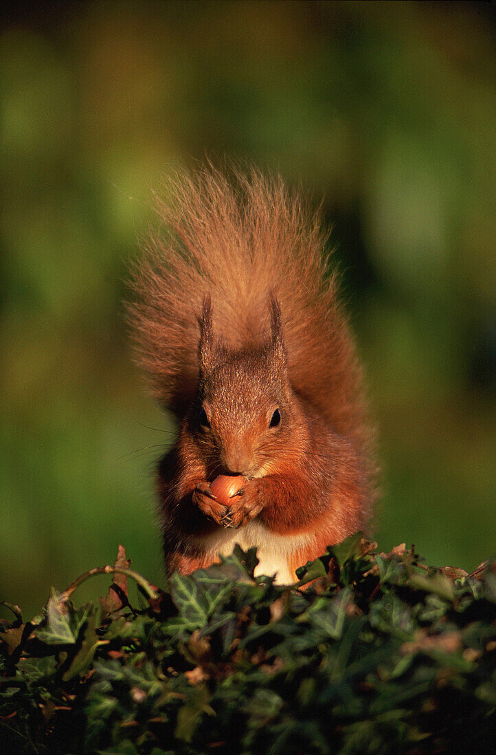 Red Squirrel (Sciurus vulgaris) eating hazelnut. Scotland
