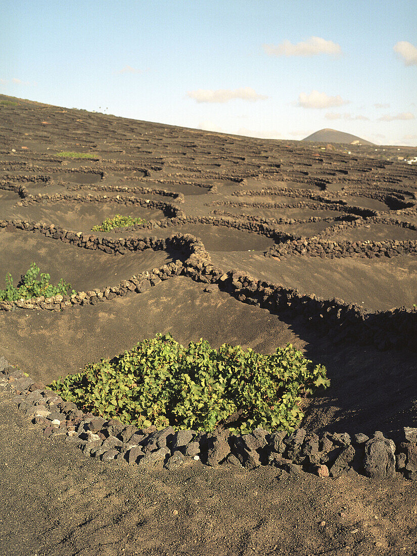 Vineyards growing on volcanic ashes. La Geria. Lanzarote, Canary Islands. Spain