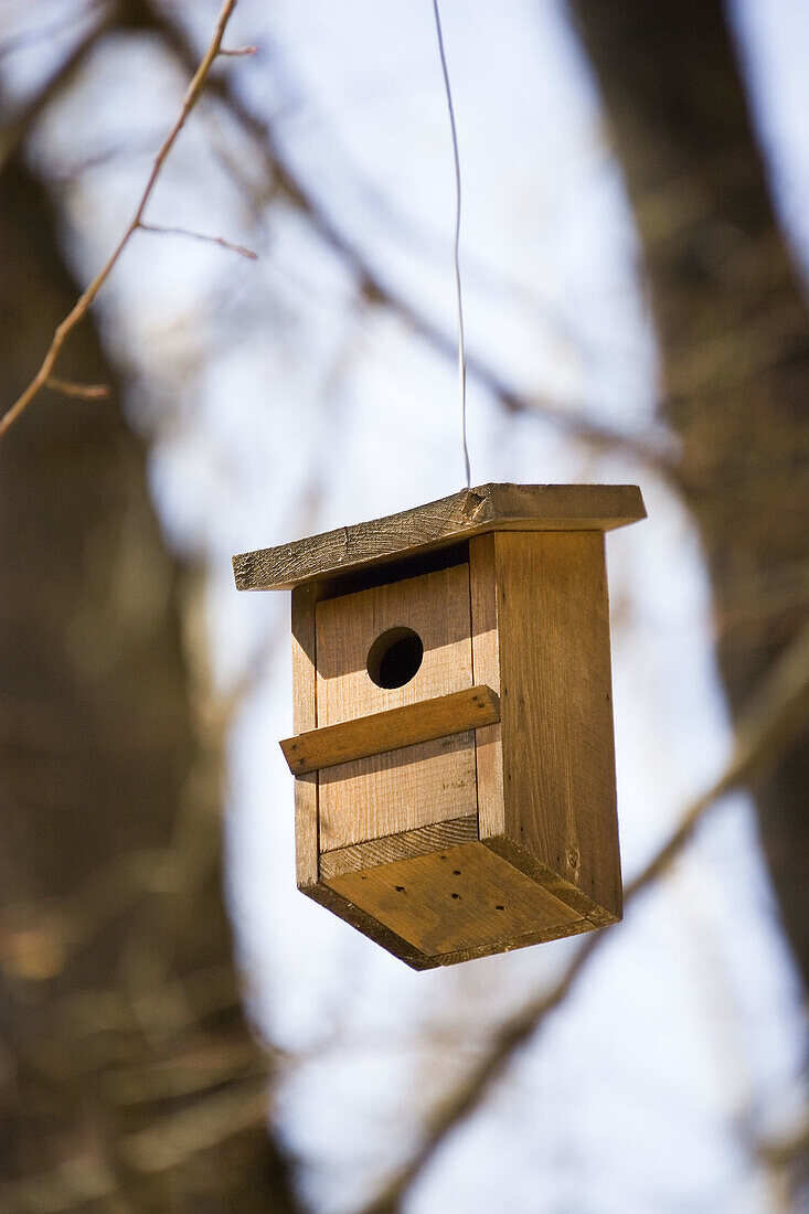  Bird house, Bird houses, Birdhouse, Birdhouses, Color, Colour, Concept, Concepts, Daytime, Ecology, Environment, Exterior, Fauna, Forest, Forests, Hang, Hanging, One, Ornithology, Outdoor, Outdoors, Outside, Tree, Trees, Wild, Wildlife, Wood, Wooden, Woo