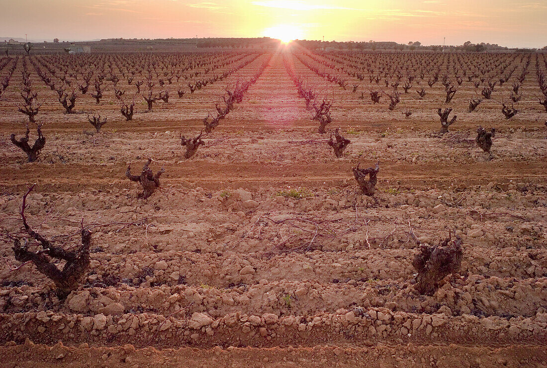 Vineyards in winter, Requena, Valencia province. Spain.