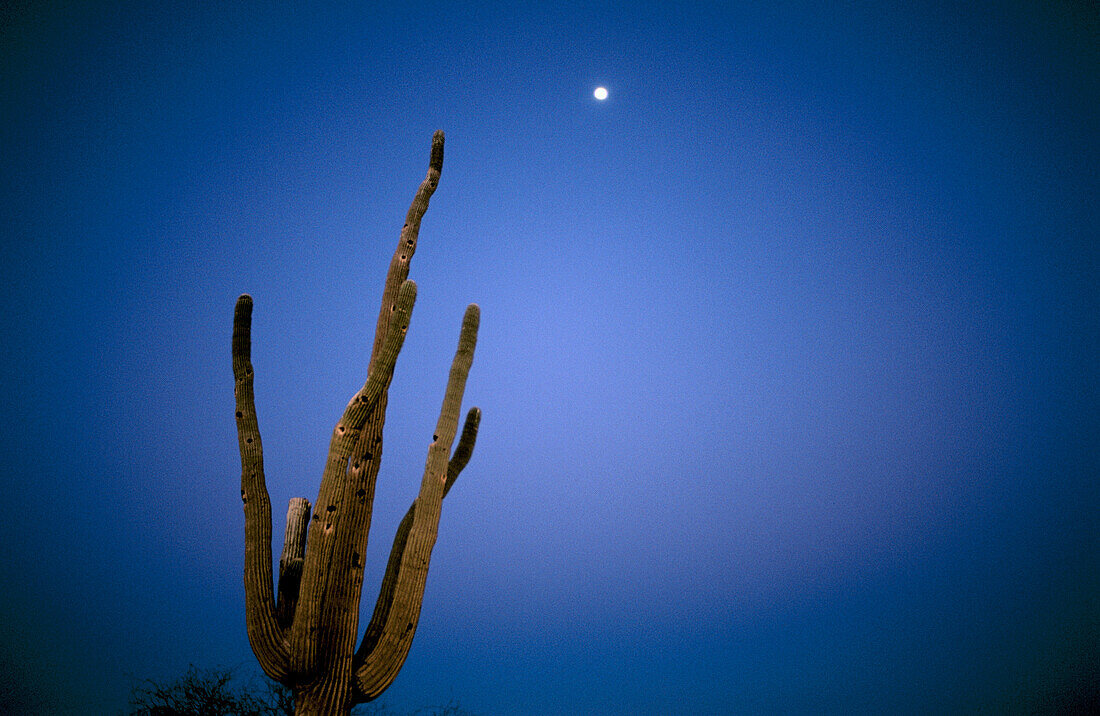 Saguaro cactus. Phoenix. Arizona. USA