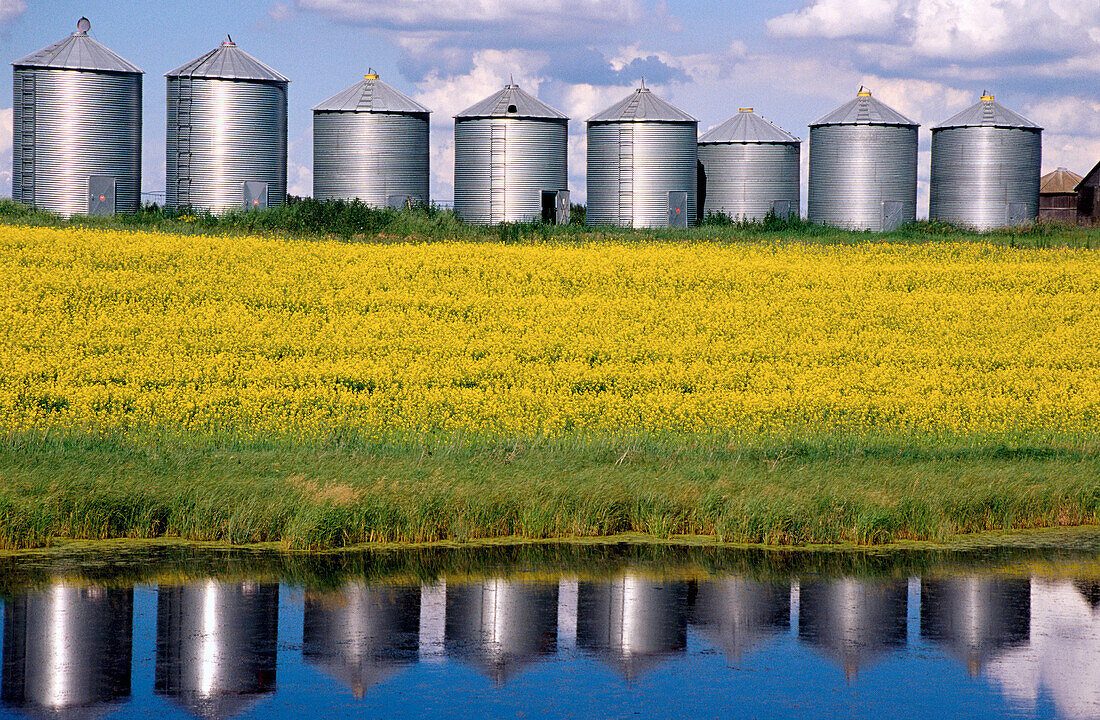 Grain storage silos and canola field. Edmonton. Alberta. Canada