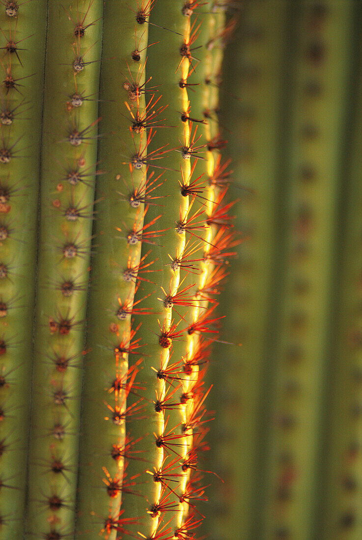 Saguaro cactus. Organ Pipe Cactus National Monument. Arizona. USA