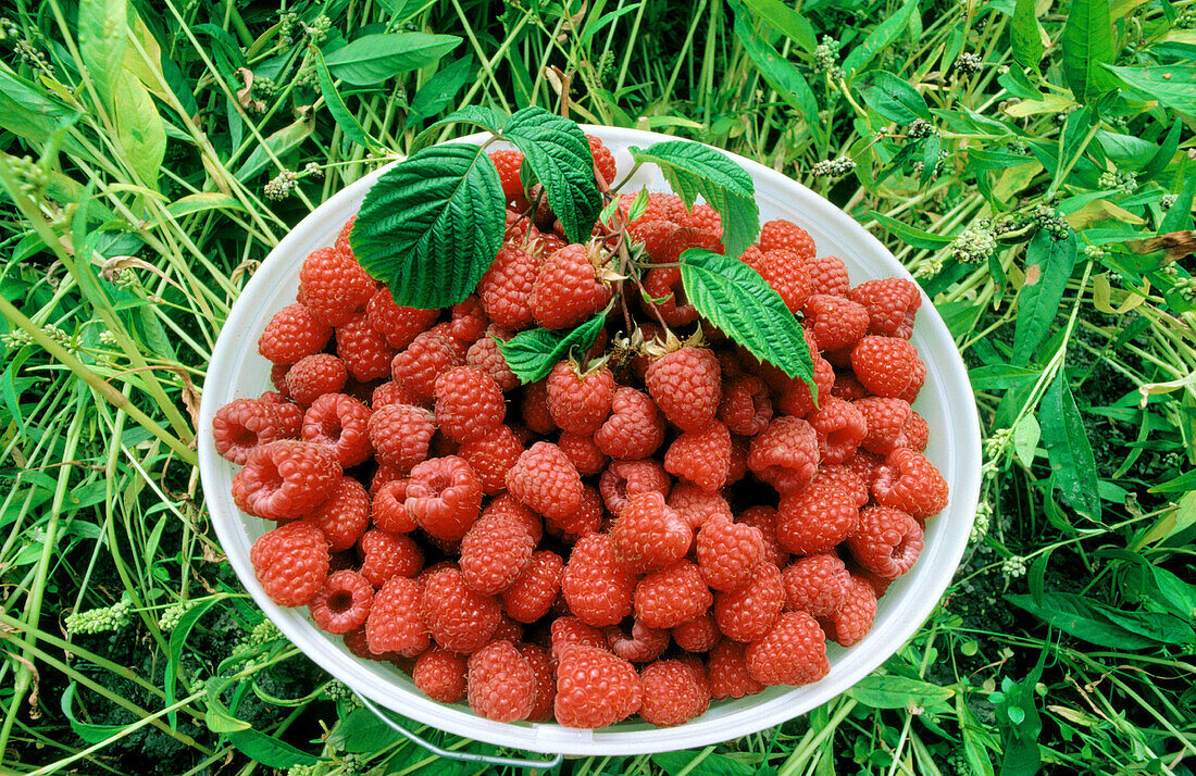 Bucket full of ripe raspberries at U-Pick farm on Westham Island. Ladner. British Columbia. Canada