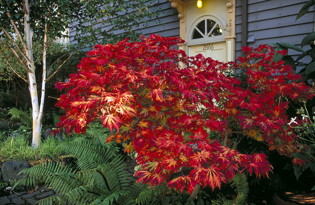 Allan J. Neid s garden in Kitsilano. Vancouver. British Columbia, Canada