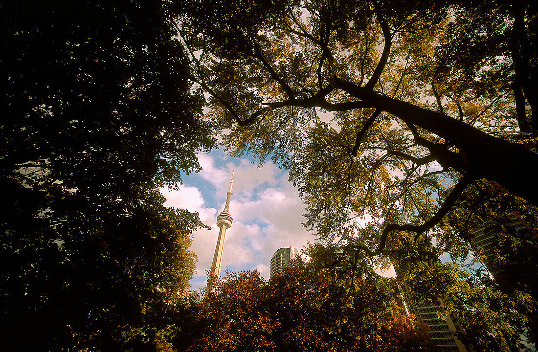 CN Tower visible through the trees in Clarence Square Park, on Spadina Street. Toronto. Ontario, Canada