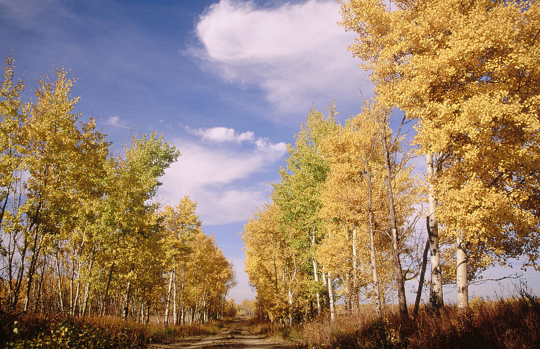Canada, British Columbia, Fort St. John. Country road lined with golden aspen trees.