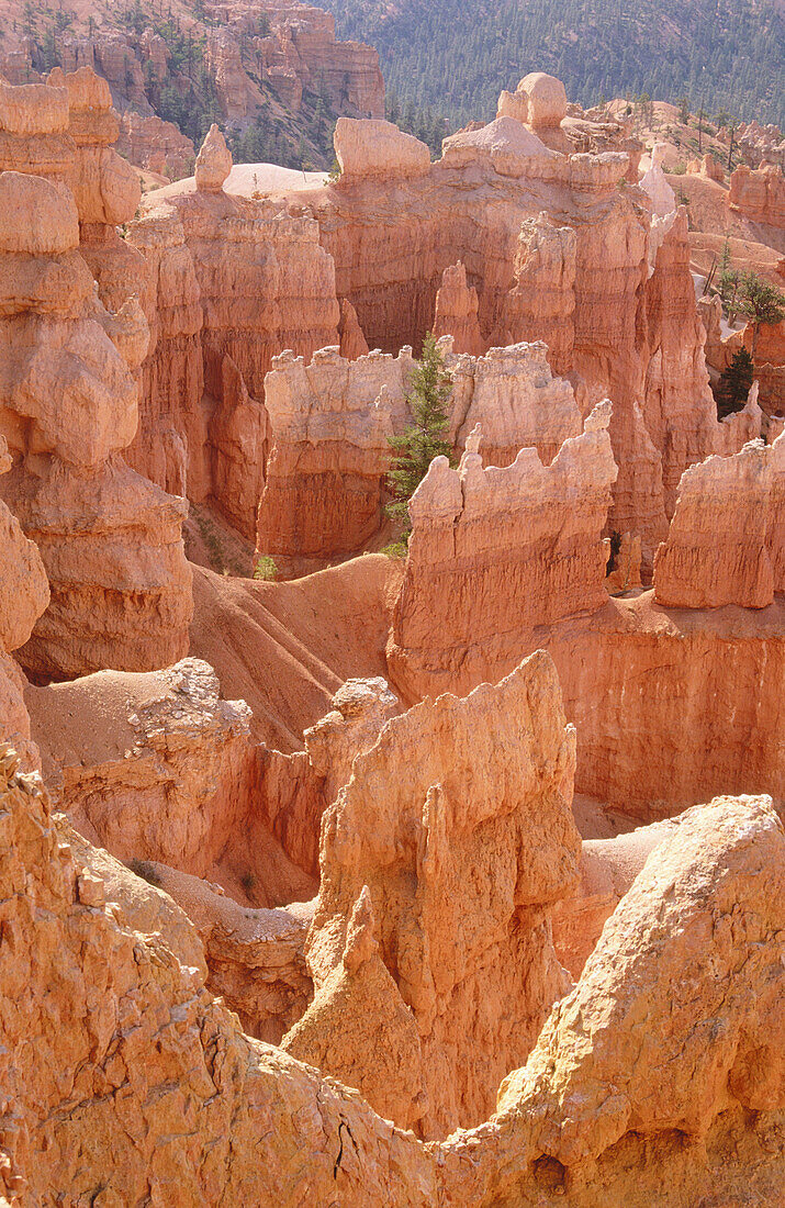 USA, Utah, Panguitch. Bryce Canyon sandstone formations viewed from trail in the Bryce amphitheater.