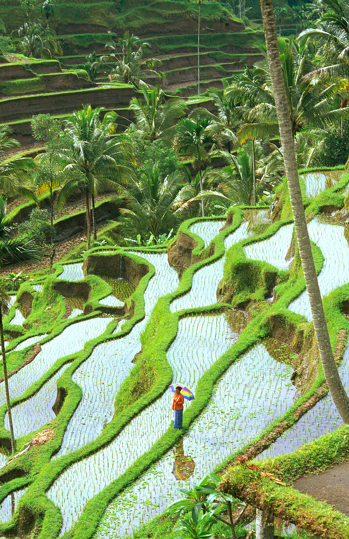 Rice terrace in Bali. Indonesia