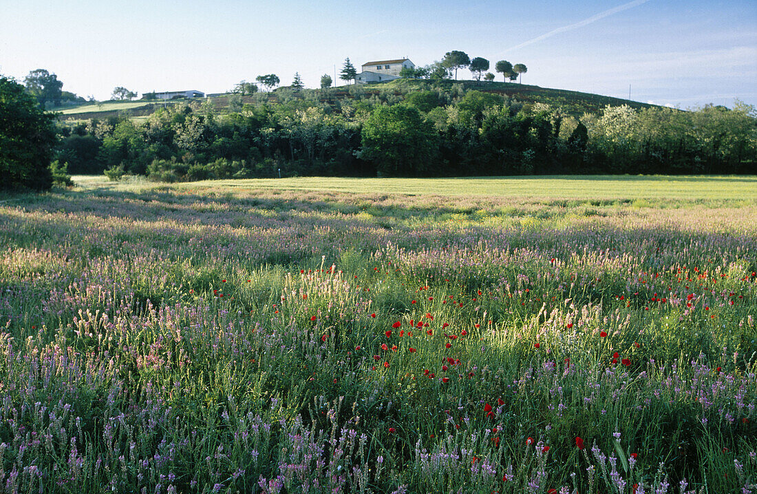 Farmhouse. Massa Marittima. Tuscany. Italy